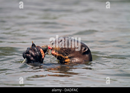 Riesenotter (Pteronura Brasiliensis), Verzehr von Fisch in der Mitte des Flusses Rio Cuiabá, Pantanal, Mato Grosso, Brasilien Stockfoto