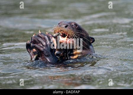 Riesenotter (Pteronura Brasiliensis), Verzehr von Fisch in der Mitte des Flusses Rio Cuiabá, Pantanal, Mato Grosso, Brasilien Stockfoto