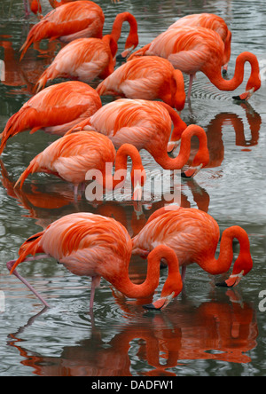 Rosaflamingo, American Flamingo Karibik Flamingo (Phoenicopterus Ruber Ruber), stehend im Wasser Fütterung Stockfoto