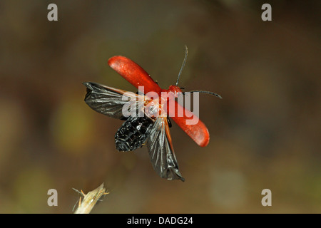 Scarlet Fire Beetle, Kardinal Käfer (Pyrochroa Coccinea), fliegen, Deutschland Stockfoto