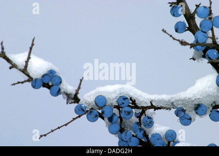 Schlehe, Schlehe (Prunus Spinosa), schneebedeckten Zweig mit Früchten, Deutschland Stockfoto