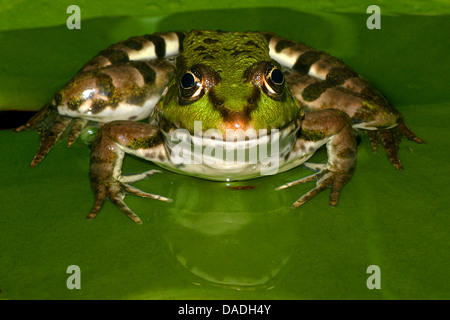 Europäische essbare Frosch, essbare Grasfrosch (Rana kl. Esculenta, Rana Esculenta), sitzt auf einem Blatt im flachen Wasser, Deutschland Stockfoto