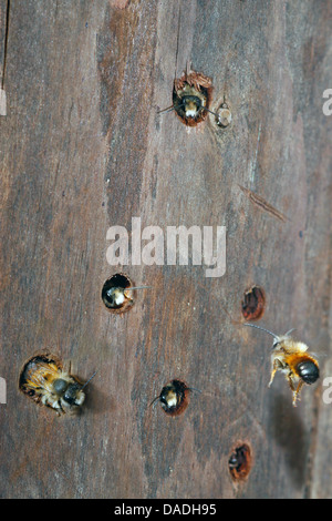 Wildbienen in ein Insekten-Hotel, Deutschland Stockfoto