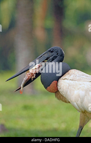 Jabiru (Nahrung Mycteria), mit Fisch im Schnabel, Mato Grosso, Brasilien, Rio Cuiabá, Pantanal Stockfoto