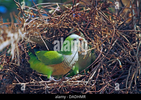 Mönch Sittich (Myiopsitta Monachus), Ausbessern von seinem Nest, Mato Grosso, Brasilien, Pantanal Stockfoto