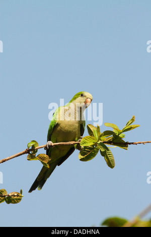 Mönch Sittich (Myiopsitta Monachus), auf einem Ast suchen Dann, Mato Grosso, Brasilien, Pantanal Stockfoto