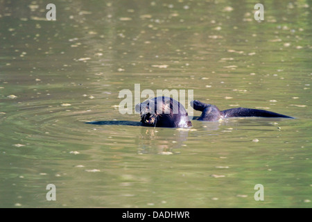 Neotropische Otter Fisch neotropischen Fischotter (Lontra Longicaudis), Fütterung in einem schlammigen Pool, Pantanal, Brasilien, Matto Groso Stockfoto