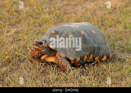 Red-footed Schildkröte, südamerikanische Red-footed Schildkröte, Kohle-Schildkröte (Testudo Carbonaria, Geochelone Carbonaria, Chelonoidis Carbonaria), im Abendlicht, Mato Grosso, Brasilien, Pantanal Stockfoto