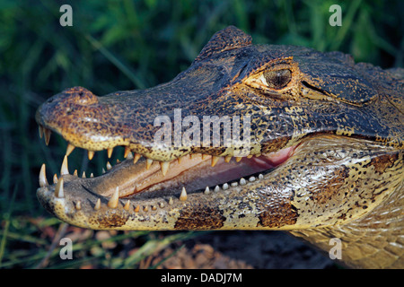 brillentragende Kaiman (Caiman Crocodilus), Portrait mit offenem Mund, Mato Grosso, Brasilien, Pantanal Stockfoto