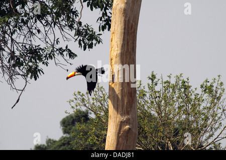 Riesentukan (Ramphastos Toco), fliegt aus dem Nest, Pantanal, Brasilien, Matto Grosso Stockfoto