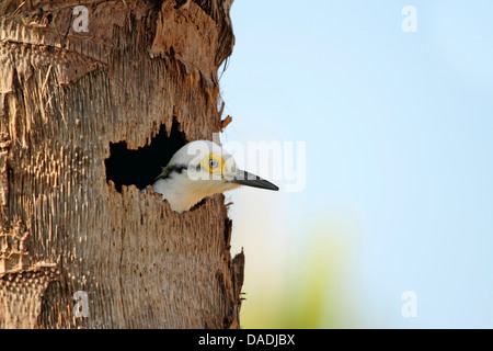 weiße Specht (Melanerpes Candidus), spähte aus Nest in einer Palme, Brasilien, Mato Grosso, Pantanal Stockfoto