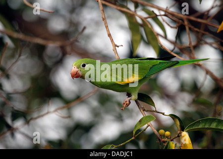 gelb-chevroned Sittich (Brotogeris Chiriri), sitzt im Baum mit Früchten Schaben im Schnabel, Mato Grosso, Brasilien, Pantanal Stockfoto