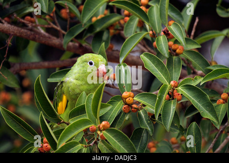 gelb-chevroned Sittich (Brotogeris Chiriri), sitzt im Baum ernähren sich von Früchten, Mato Grosso, Brasilien, Pantanal Stockfoto