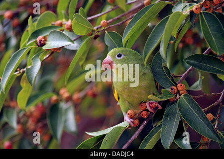 gelb-chevroned Sittich (Brotogeris Chiriri), sitzt im Baum ernähren sich von Früchten, Mato Grosso, Brasilien, Pantanal Stockfoto