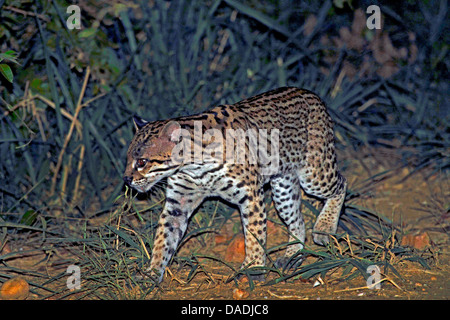 Ozelot (Felis Pardalis pardalis Pardalis), kriechend entlang der Strecke in der Nacht, Mato Grosso, Brasilien, Pantanal Stockfoto