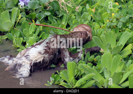 Braun-throated Faultier (Bradypus Variegatus), kriechen aus dem Fluss, Peru, Loreto, Yanayacu Fluss Stockfoto