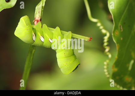 grüne Raupe auf einem Keimling, Peru, Loreto, Pacaya Samiria Nationalpark Stockfoto