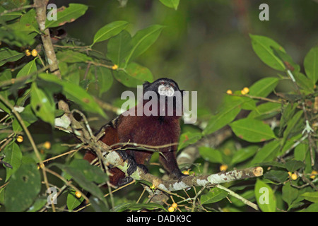 Brown-Jaguaren Tamarin, Saddleback Tamarin, Anden Sattel-Rückseite Tamarin (Saguinus Fuscicollis), sitzt in einem Baum mit kleinen Früchten und nachschlagen, Peru, Loreto, Pacaya Samiria NP Stockfoto