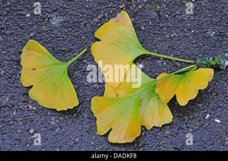 tausend-Baum, Ginkgo-Baum, Ginkgo Baum, Ginko-Baum (Ginkgo Biloba), herbstliche Ginkgo Blätter auf Asphalt, Deutschland Stockfoto