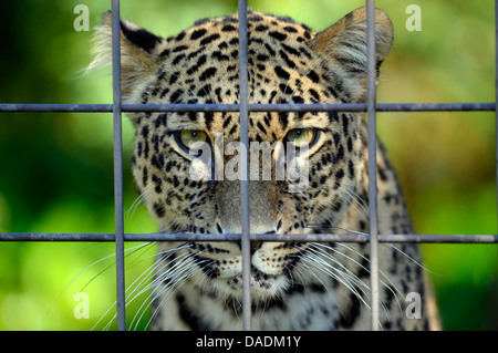 Persische Leopard, kaukasische Leopard (Panthera Pardus Saxicolor), gefangen hinter Stockfoto