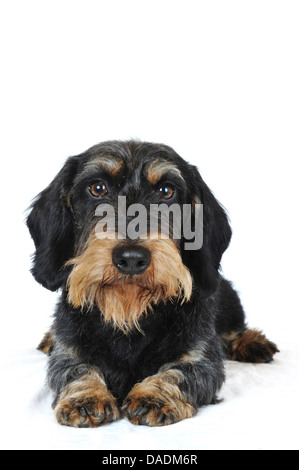 Rauhaar Dackel, Rauhhaar Dackel, Haushund (Canis Lupus F. Familiaris), Vorderansicht, liegend, Deutschland Stockfoto