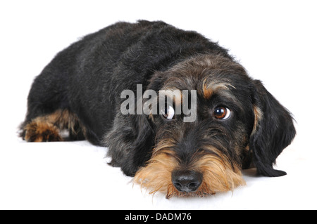 Rauhaar Dackel, Rauhhaar Dackel, Haushund (Canis Lupus F. Familiaris), Seitenblick, Deutschland, Nordrhein Westfalen Stockfoto