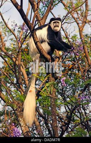 Guereza, Colobus Guereza, östlichen schwarz-weißen Stummelaffen, Jaguaren Colobus, Jaguaren Guereza (Colobus Guereza, Colobus Abyssinicus), in einer Akazie sitzen und Essen Blüten, Äthiopien Sidamo, See Awassa Stockfoto