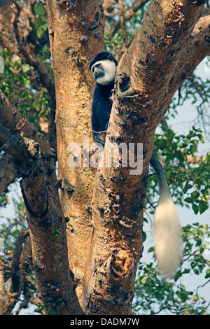 Guereza, Colobus Guereza, östlichen schwarz-weißen Stummelaffen, Jaguaren Colobus, Jaguaren Guereza (Colobus Guereza, Colobus Abyssinicus), sitzt in einem Baum, Äthiopien Sidamo, See Awassa Stockfoto