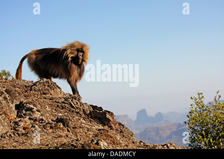 Gelada, Gelada Paviane (Theropithecus Gelada), männliche stehen auf Felsen, Gebirge im Hintergrund, Äthiopien, Gondar, Simien Mountains Nationalpark Stockfoto