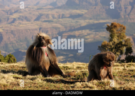 Gelada, Gelada Paviane (Theropithecus Gelada), Männlich, während weibliche Suche Essen, Äthiopien, Gondar, Simien Mountains Nationalpark dösen Stockfoto