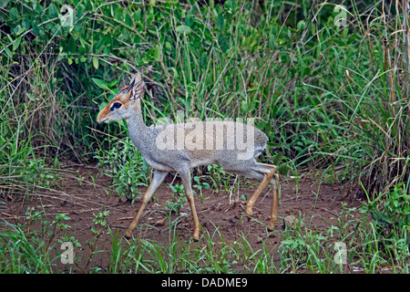 Kirk-Dikdik, Kirk Dikdiks, Damara Dik (Madoqua Kirkii), zu Fuß durch hohes Grass, Äthiopien Sidamo-Borana, Mago Nationalpark, Omo-Tal Stockfoto