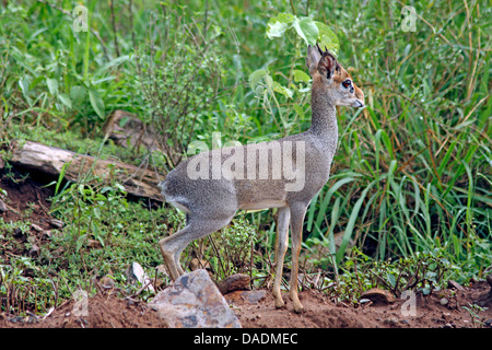 Kirk-Dikdik, Kirk Dikdiks, Damara Dik (Madoqua Kirkii), stehend im hohen Grass auf schlammigen Boden, Äthiopien Sidamo-Borana, Mago Nationalpark, Omo-Tal Stockfoto