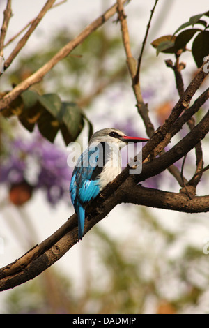 Waldland Kingfisher (Halcyon Senegalensis), sitzt auf einem Zweig mit lila Blüten im Hintergrund, Äthiopien, Sidama, See Awassa Stockfoto