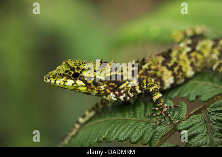 Agamen, Meißel-Zähne Eidechsen (Agamidae), sitzt auf einem Farn Blatt Lampung, Indonesien, Kerinci Seblat National Park Stockfoto