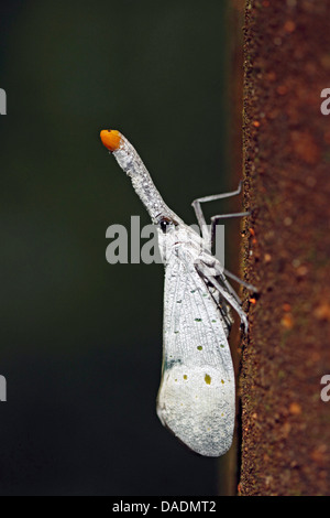 Lanternflies, Laterne fliegen, Fulgorid Planthoppers (Fulgoridae), am Stamm, Indonesien, Aceh, Gunung Leuser National Park