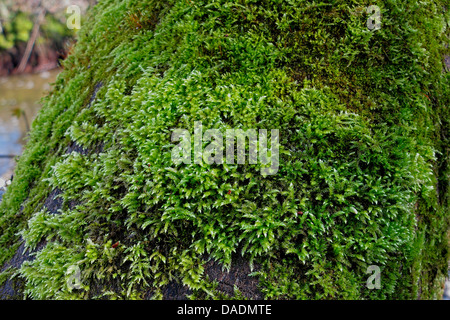 Zypresse-leaved Zopf-Moos, Hypnum Moos (Hypnum Cupressiforme), auf einem Baumstamm, Deutschland, Bayern Stockfoto