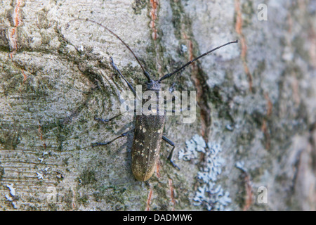 Kiefer-Sawyer-Käfer (Monochamus Galloprovincialis), auf Rinde, Russland, Karelien Stockfoto