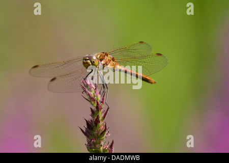 gemeinsamen Sympetrum gemeinsame Darter (Sympetrum Striolatum), sitzen auf Blüte, Deutschland, Bayern, Kesselsee Stockfoto