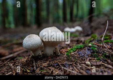 Gemeinsamen Puffball, gewarzt Puffball, Edelstein besetzte Puffball, Teufels Dose (Lycoperdon Perlatum, Lycoperdon Gemmatum), im Fichtenwald, Deutschland, Bayern Stockfoto