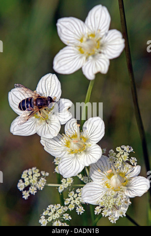 Marsh Grass von Parnassus (Parnassia Palustris), Blume mit hoverly, Deutschland, Bayern Stockfoto