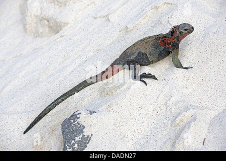 Espanola marine Iguana (Amblyrhynchus Cristatus Venustissimus, Amblyrhynchus Cristatus SSP. Venustissimus), endemische Unterart Og Insel Espa Ola, Ecuador, Galapagos-Inseln, Espanola Stockfoto