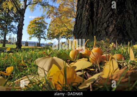 tausend-Baum, Ginkgo-Baum, Ginkgo Baum, Ginko-Baum (Ginkgo Biloba), Herbstlaub und Obst in Wiese, Deutschland, Nordrhein Westfalen Stockfoto