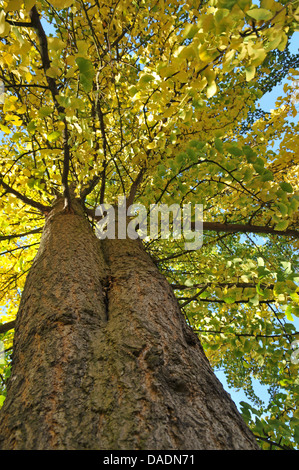 tausend-Baum, Ginkgo-Baum, Ginkgo Baum, Ginko (Ginkgo Biloba), im Herbst, Deutschland, Nordrhein Westfalen Stockfoto