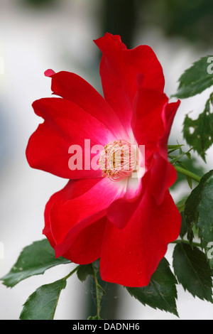 dekorative Rose (Rosa spec.), rosa einfach rot Stockfoto