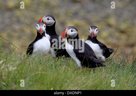 Papageitaucher, gemeinsame Papageientaucher (Fratercula Arctica), Gruppe auf einer Wiese, Island Stockfoto