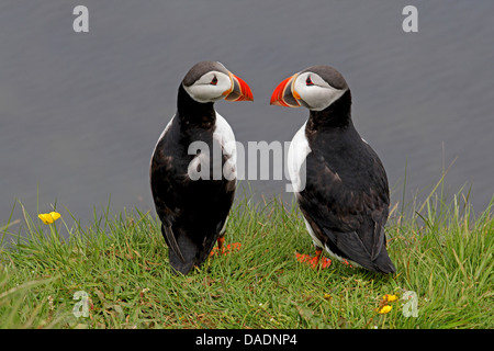 Papageitaucher, gemeinsame Papageientaucher (Fratercula Arctica), zwei gemeinsame Papageientaucher sahen einander, Island Stockfoto