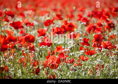 Eine Akte von roten Mohnblumen in England Stockfoto
