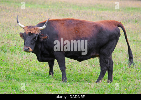 Auerochsen (Hausrind) (Bos Taurus, Bos Primigenius), stehen auf der Weide, Deutschland Stockfoto