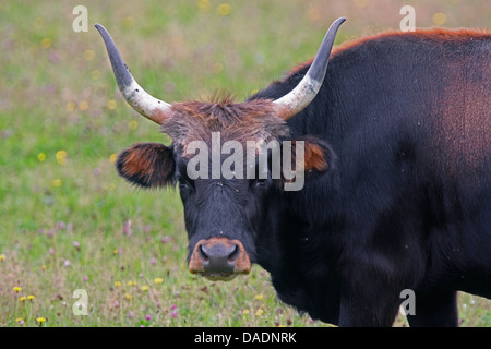 Auerochsen (Hausrind) (Bos Taurus, Bos Primigenius), stehen auf der Weide, Deutschland Stockfoto