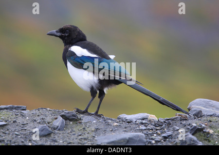 Schwarz-billed Elster (Pica Pica), sitzen auf dem Boden, Deutschland Stockfoto
